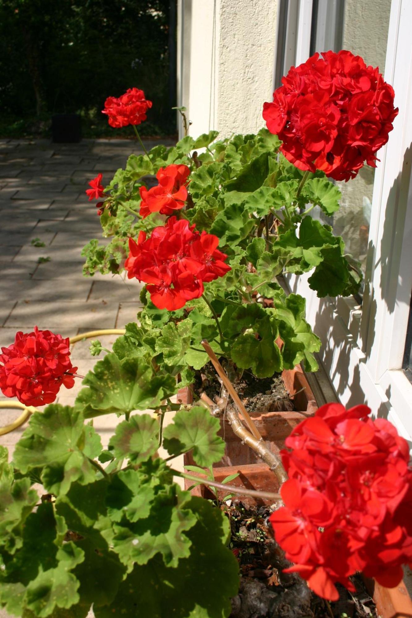 Bois Joli De La Freyere Bed and Breakfast Hindisheim Εξωτερικό φωτογραφία