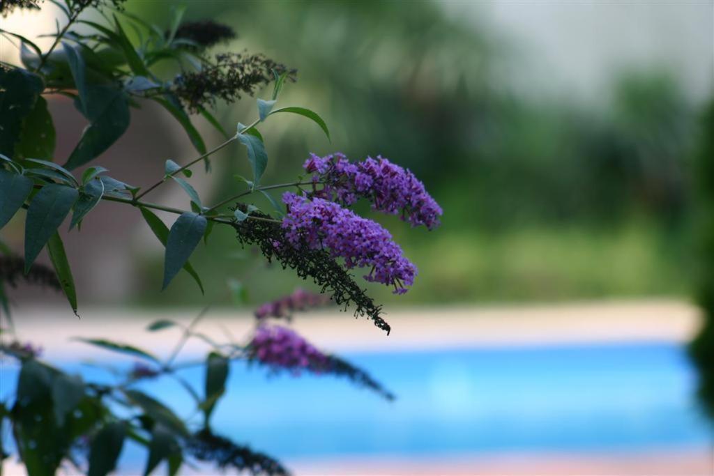 Bois Joli De La Freyere Bed and Breakfast Hindisheim Εξωτερικό φωτογραφία